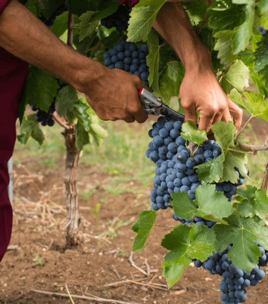 Discover Azerbaijan: Wine, Food & Cultural Journey