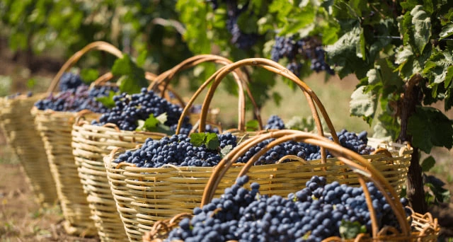 Discover Azerbaijan: Wine, Food & Cultural Journey