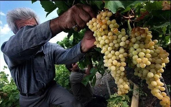 Grape Harvest & Wine Festival – Ismayilli