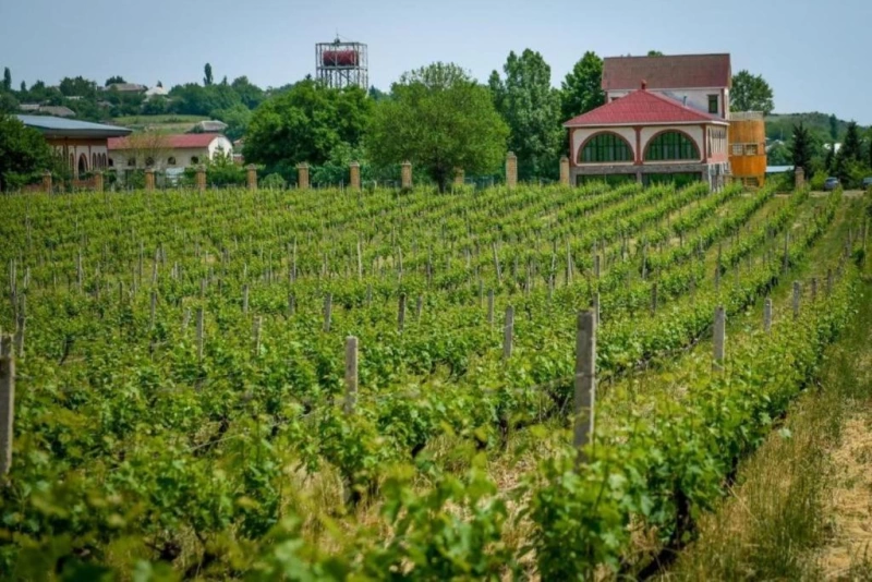 Grape Harvest & Wine Festival – Ismayilli