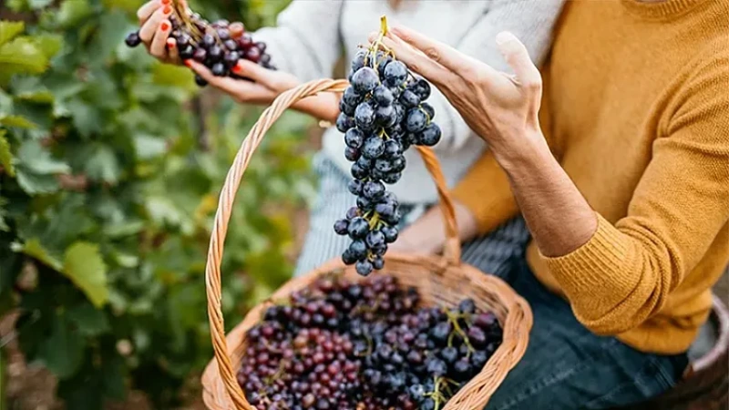 Grape Harvest & Wine Festival – Ismayilli