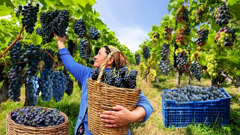 Grape Harvest & Wine Festival – Ismayilli