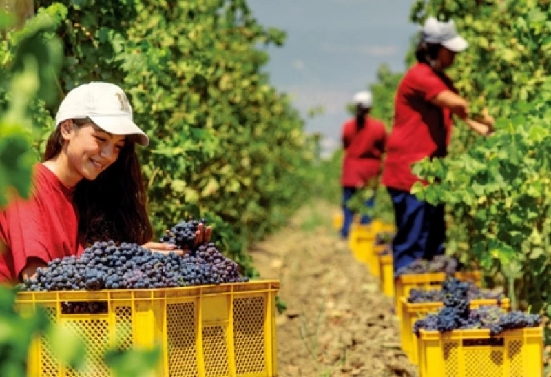 Grape Harvest & Wine Festival – Ismayilli