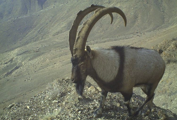 Zəngəzur Milli Parkı