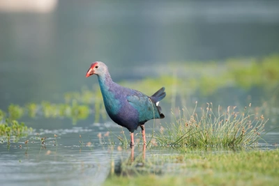 Ağgöl Milli Parkı