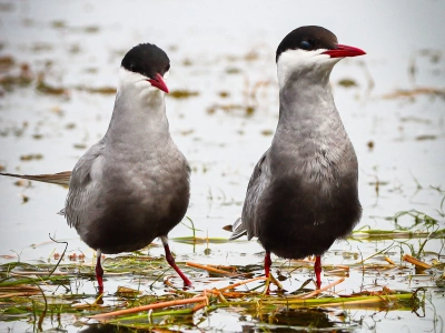 Bloq / Milli Parklar və Qoruqlar
