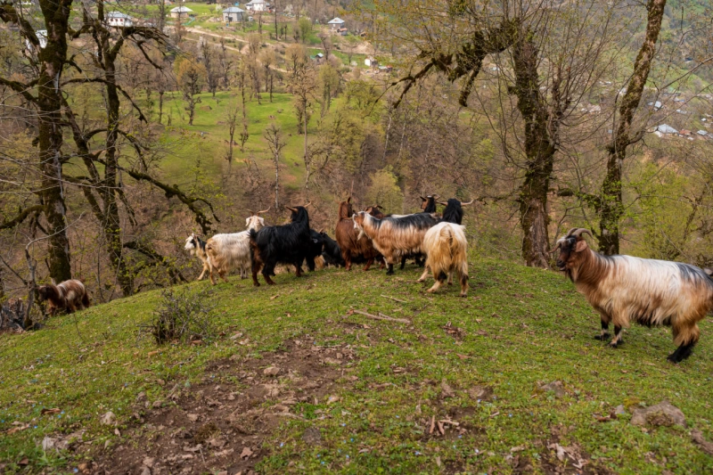 Mistik Hirkan Hiking Turu