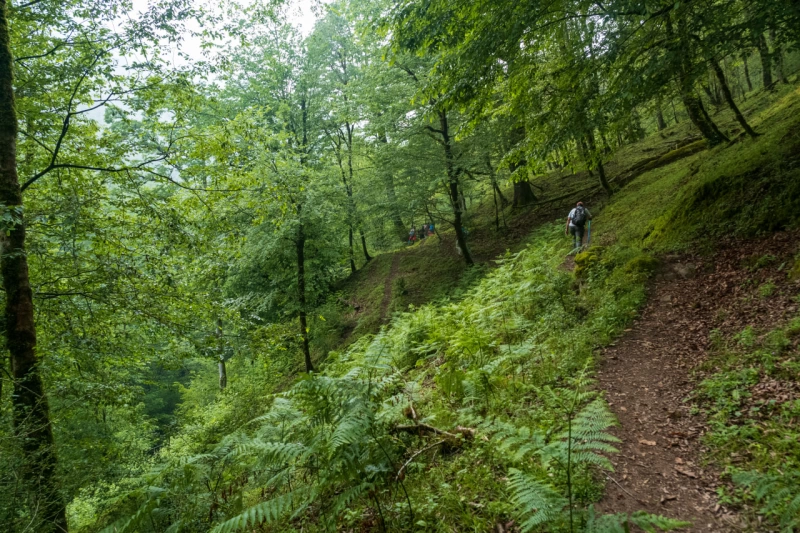 Mistik Hirkan Hiking Turu